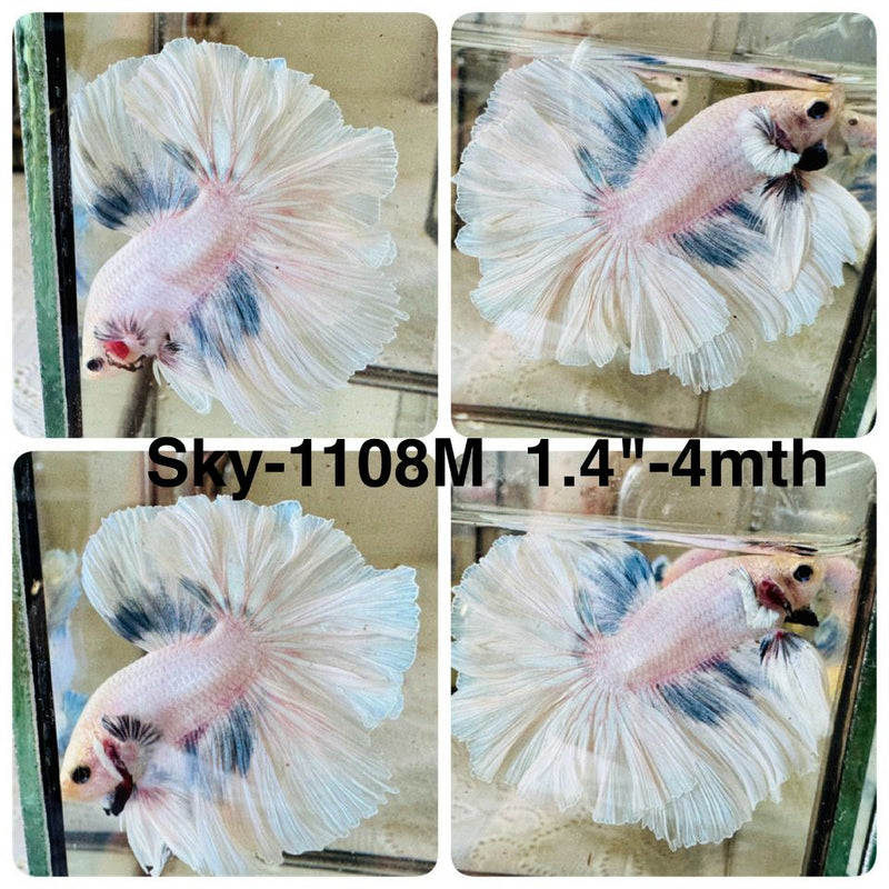 Live Male Betta Fancy Light colors Halfmoon Rosetail (Sky-1108) High quality what you see what you get!!