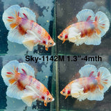 Live Male Betta Fancy Koi Dumbo big ear Plakat (Sky-1142) High quality What you see What you get!!