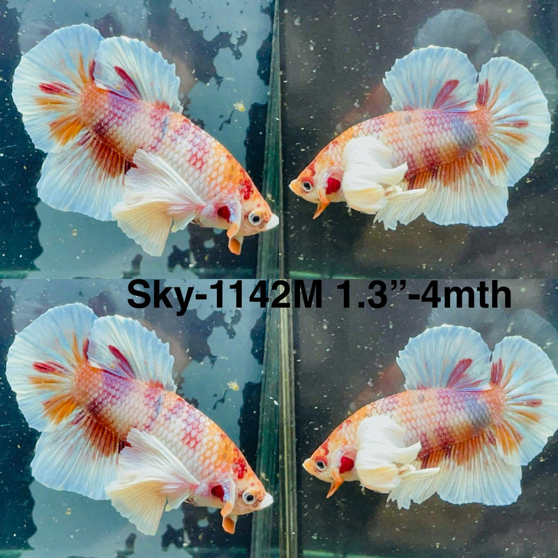 Live Male Betta Fancy Koi Dumbo big ear Plakat (Sky-1142) High quality What you see What you get!!