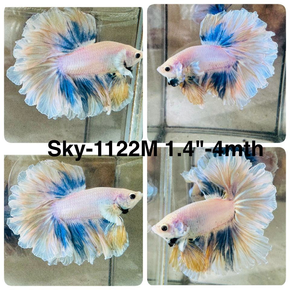 Live Male Betta Fancy Yellow Light colors Halfmoon Rosetail (Sky-1122)S219 High quality What you see What you get!!