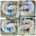 Live Male Betta Fancy Yellow Light colors Halfmoon Rosetail (Sky-1122)S219 High quality What you see What you get!!
