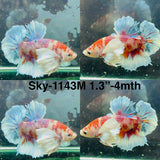 Live Male Betta Fancy Koi Dumbo big ear Plakat (Sky-1143) High quality What you see What you get!!
