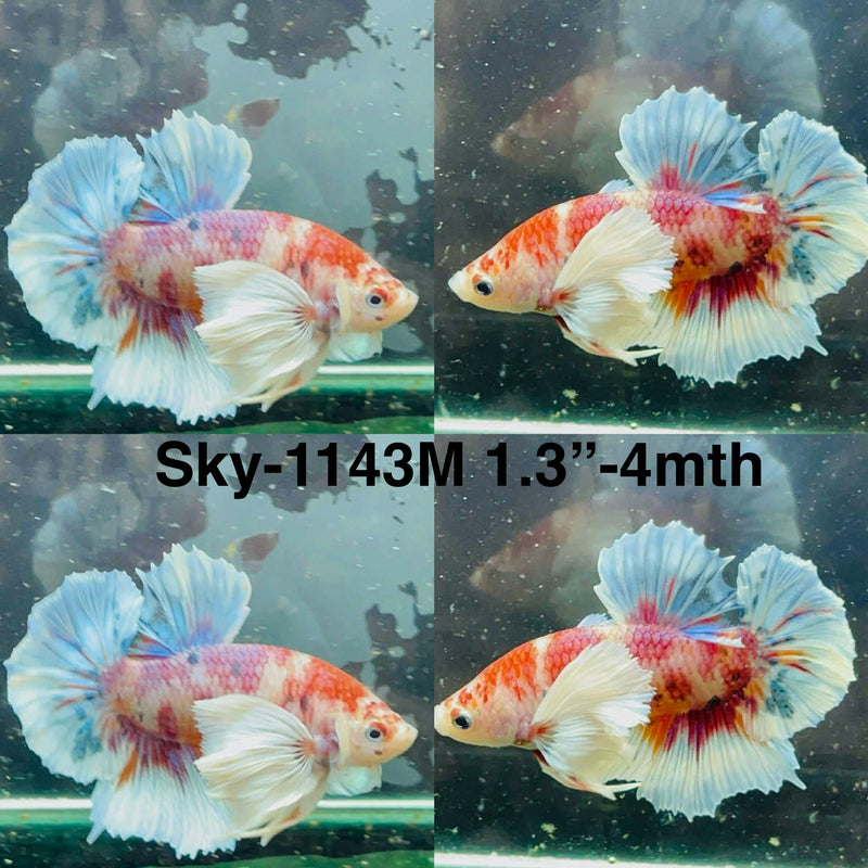 Live Male Betta Fancy Koi Dumbo big ear Plakat (Sky-1143) High quality What you see What you get!!