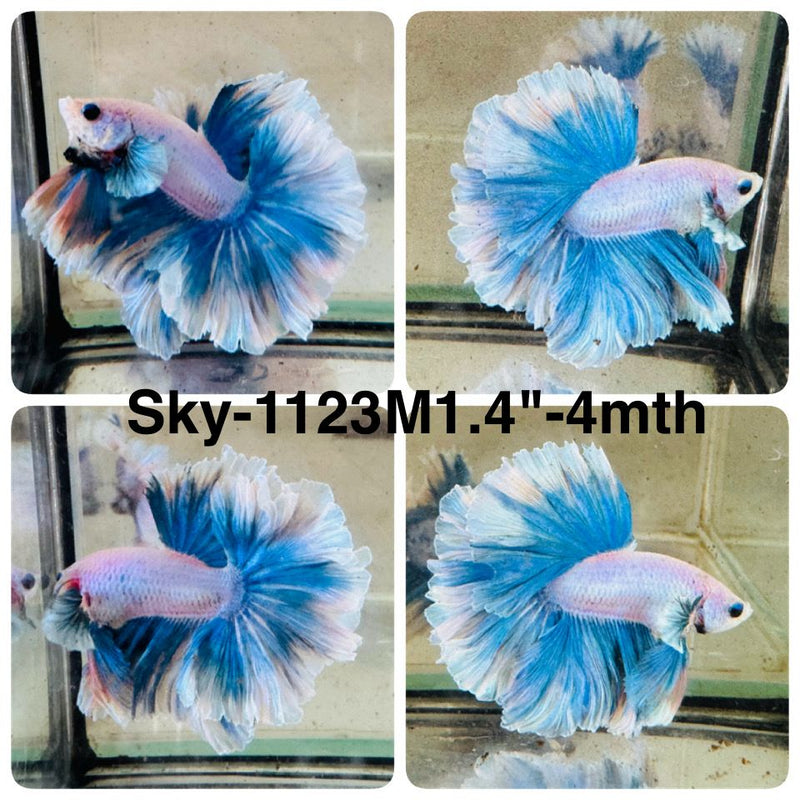 Live Male Betta Fancy Blue Grizzle Halfmoon Rosetail (Sky-1123) High quality What you see What you get!!