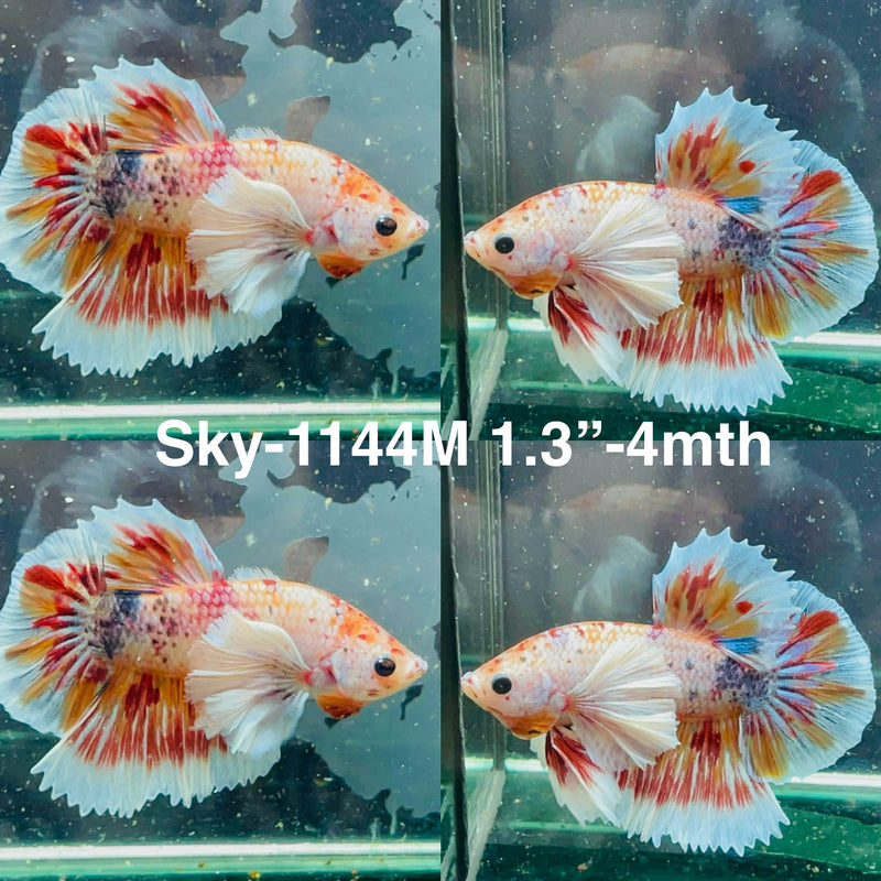 Live Male Betta Candy Nemo Dumbo big ear Plakat (Sky-1144) High quality What you see What you get!!