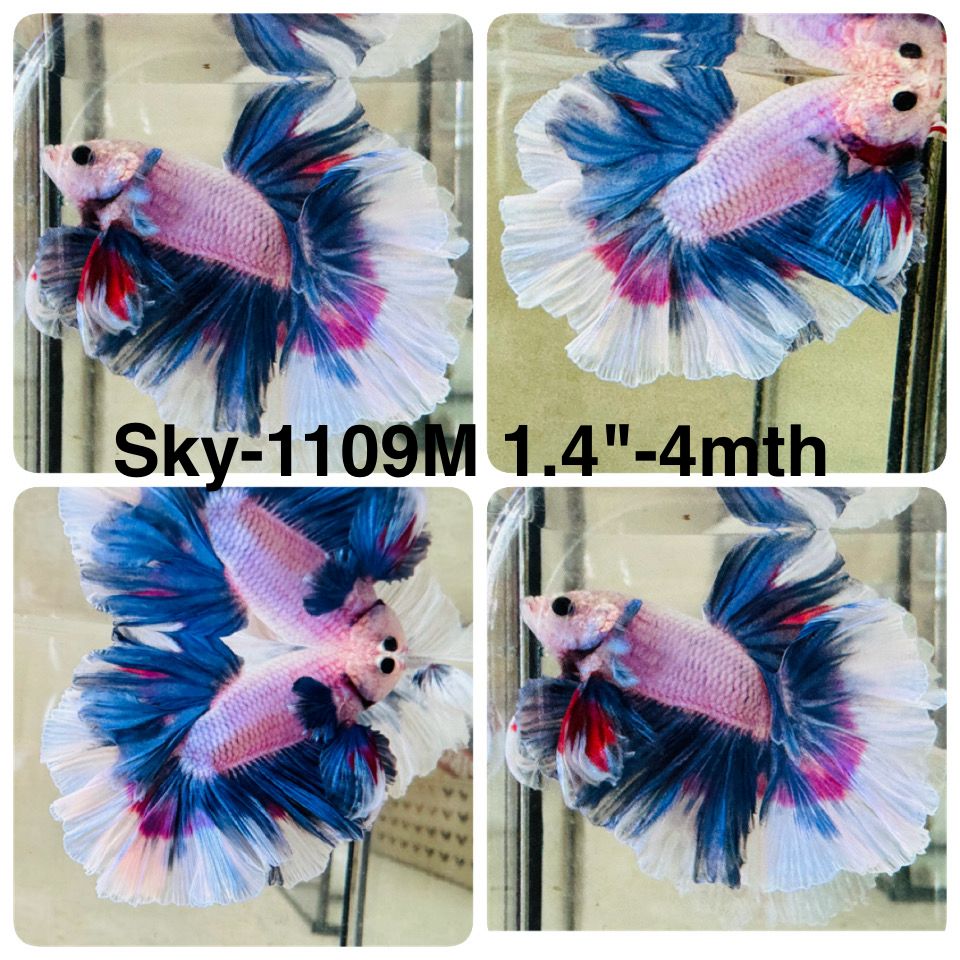 Live Male Betta Fancy Blue Pink Light colors Halfmoon (Sky-1109)S357 High quality what you see what you get!!
