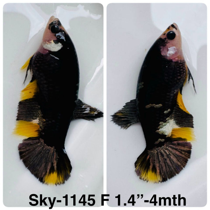 Live Female Betta Black Copper Koi Plakat (Sky-1145) High quality What you see What you get!!