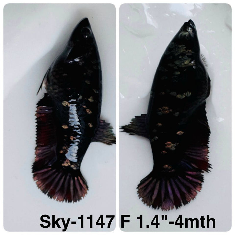 Live Female Betta Black Copper Galaxy Plakat (Sky-1147) High quality What you see What you get!!