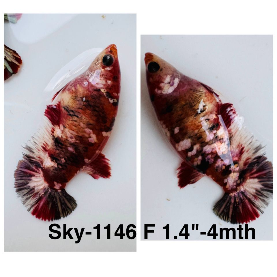 Live Female Betta Red Galaxy Stardust Plakat (Sky-1146)S078High quality What you see What you get!!