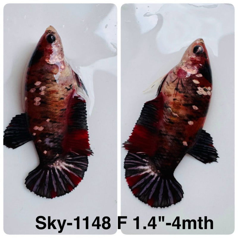 Live Female Betta Red Copper Galaxy Plakat (Sky-1148) High quality What you see What you get!!