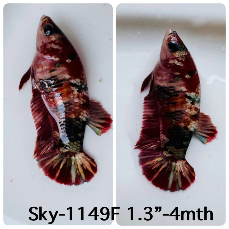 Live Female Betta Red Galaxy Stardust Plakat (Sky-1149) High quality What you see What you get!!