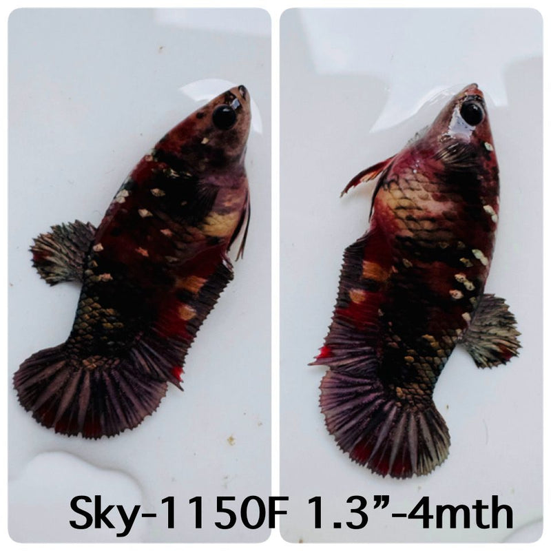 Live Female Betta Black Copper Galaxy Plakat (Sky-1150) High quality What you see What you get!!