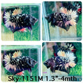 Live Male Betta Black Copper Galaxy Plakat (Sky-1151) High quality what you see what you get!!