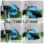 Live Male Betta Blue Black Galaxy Avatar Plakat (Sky-1158) High quality what you see what you get!!