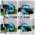 Live Male Betta Blue Black Galaxy Avatar Plakat (Sky-1158) High quality what you see what you get!!