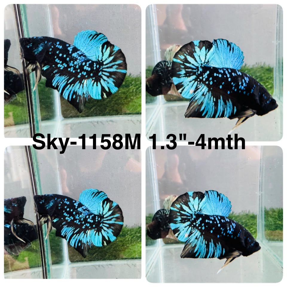 Live Male Betta Blue Black Galaxy Avatar Plakat (Sky-1158) High quality what you see what you get!!