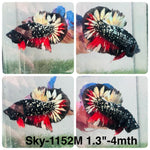 Live Male Betta Black Galaxy Stardust  Plakat (Sky-1152) High quality what you see what you get!!