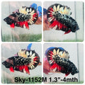 Live Male Betta Black Galaxy Stardust  Plakat (Sky-1152) High quality what you see what you get!!
