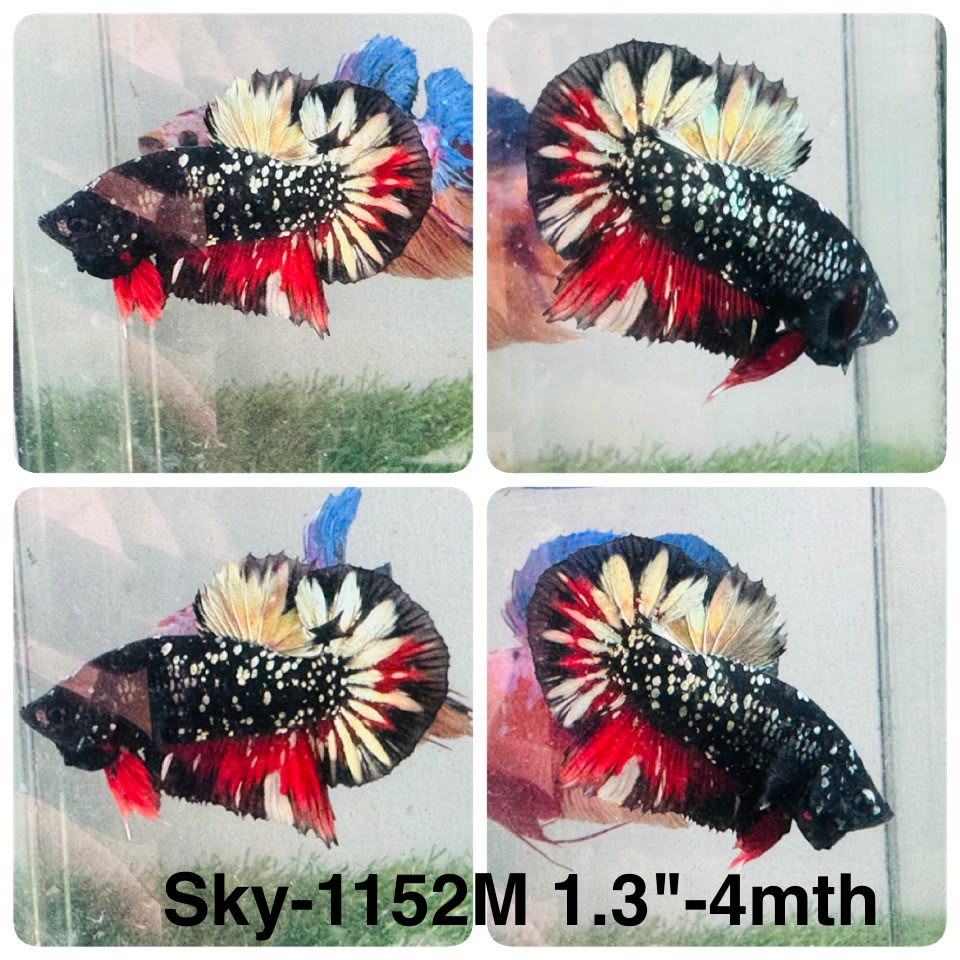 Live Male Betta Black Galaxy Stardust  Plakat (Sky-1152) High quality what you see what you get!!