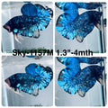 Live Male Betta Blue Black Galaxy Avatar Plakat (Sky-1157) High quality what you see what you get!!