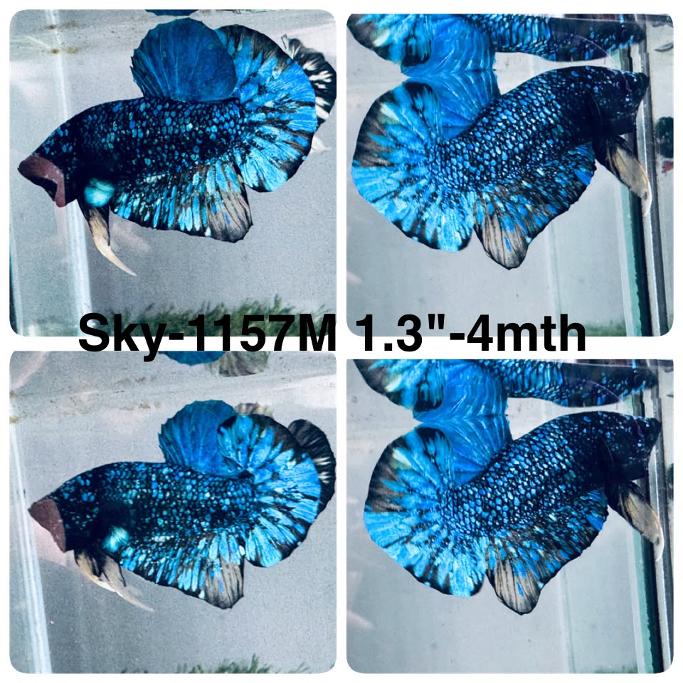 Live Male Betta Blue Black Galaxy Avatar Plakat (Sky-1157) High quality what you see what you get!!