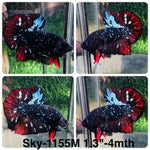 Live Male Betta Black Galaxy Avatar Plakat (Sky-1155) High quality what you see what you get!!