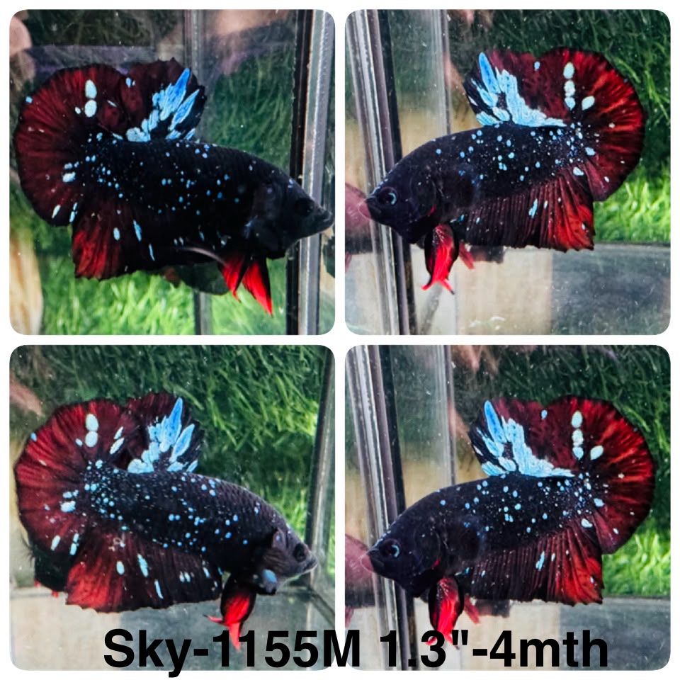 Live Male Betta Black Galaxy Avatar Plakat (Sky-1155) High quality what you see what you get!!