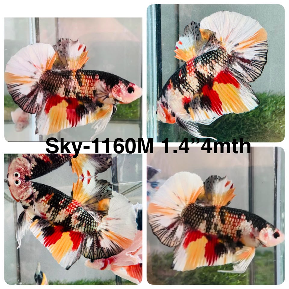 Live Male Betta Copper Metallic Koi Plakat (Sky-1160) High quality what you see what you get!!