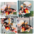 Live Male Betta Copper Metallic Koi Plakat (Sky-1160) High quality what you see what you get!!