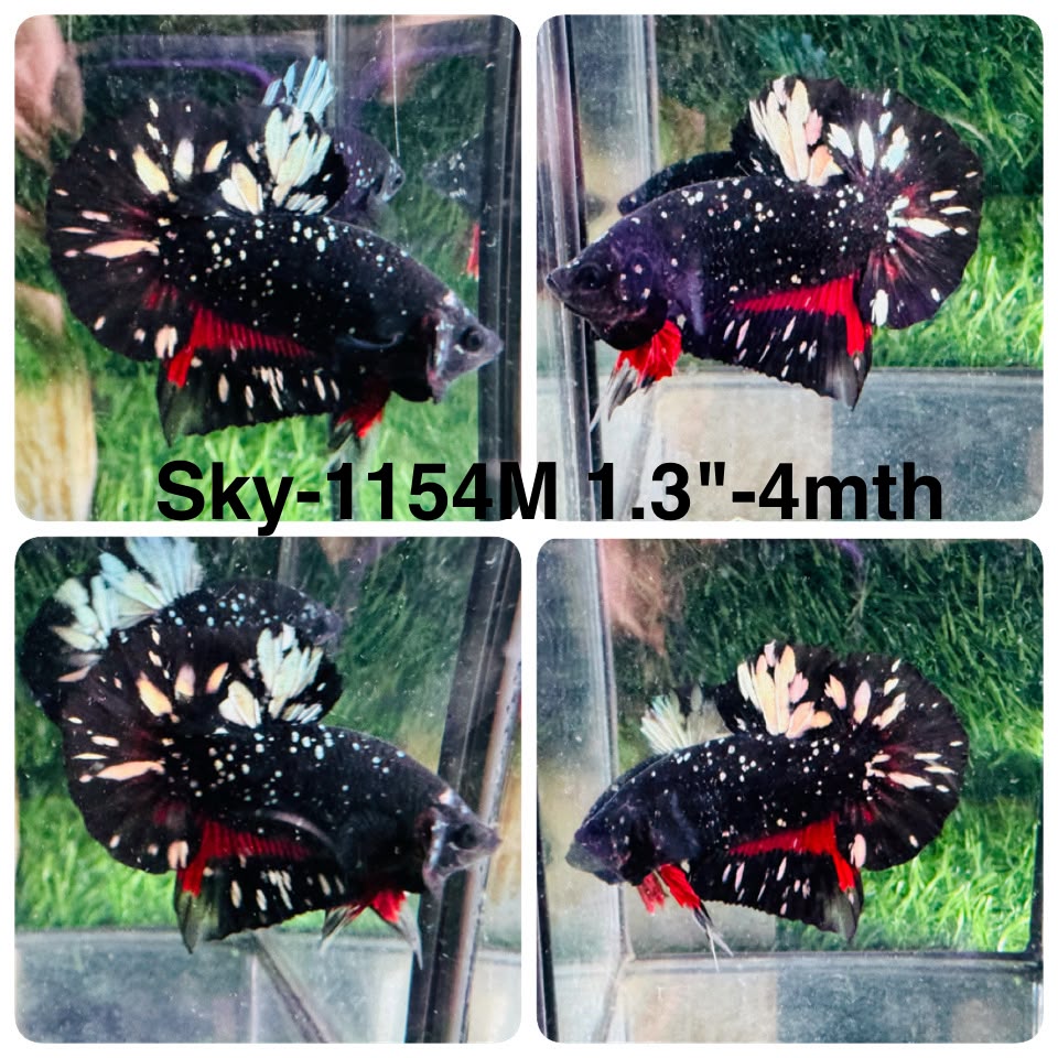 Live Male Betta Black Copper Galaxy Plakat (Sky-1154) High quality what you see what you get!!