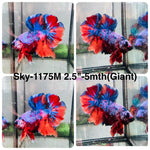 Live Male Betta Fancy Marble Giants Plakat (Sky-1175) High quality what you see what you get!!