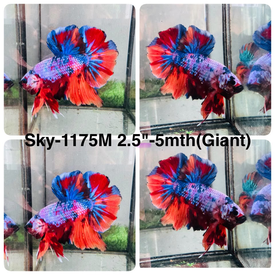 Live Male Betta Fancy Marble Giants Plakat (Sky-1175) High quality what you see what you get!!