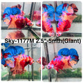 Live Male Betta Candy Nemo Giants Plakat (Sky-1177) High quality what you see what you get!!
