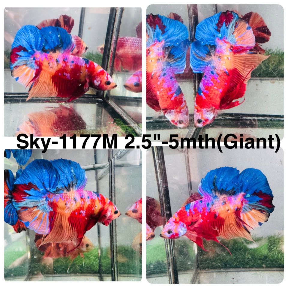 Live Male Betta Candy Nemo Giants Plakat (Sky-1177) High quality what you see what you get!!