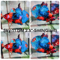 Live Male Betta Fancy Marble Giants Plakat (Sky-1179) High quality what you see what you get!!
