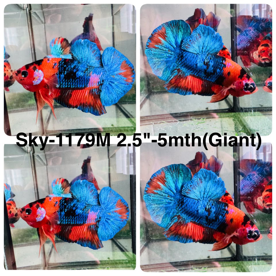 Live Male Betta Fancy Marble Giants Plakat (Sky-1179) High quality what you see what you get!!