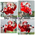 Live Male Betta Red Galaxy Stardust Plakat (Sky-1169) High quality what you see what you get!!