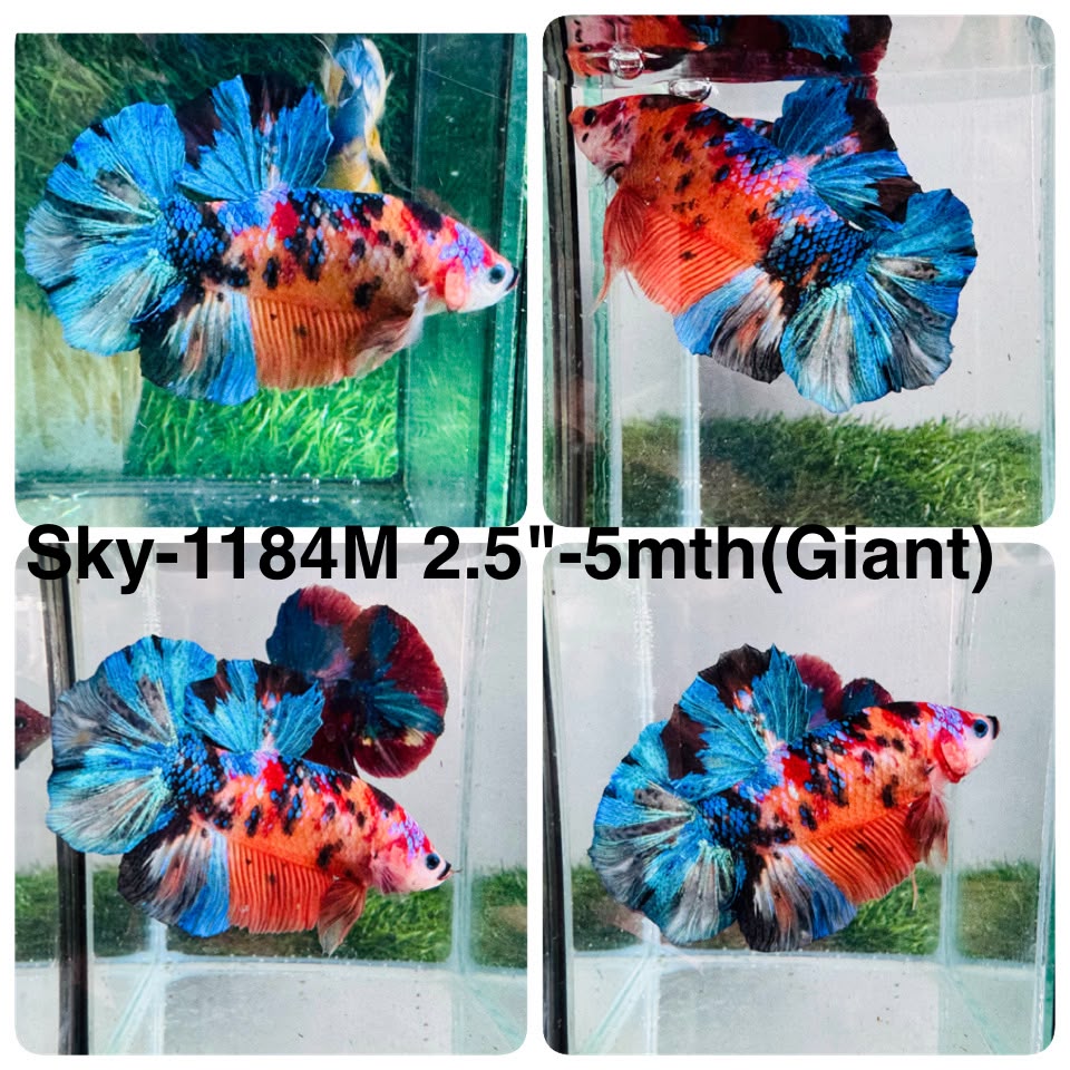 Live Male Betta Galaxy Nemo Giants Plakat (Sky-1184) High quality what you see what you get!!