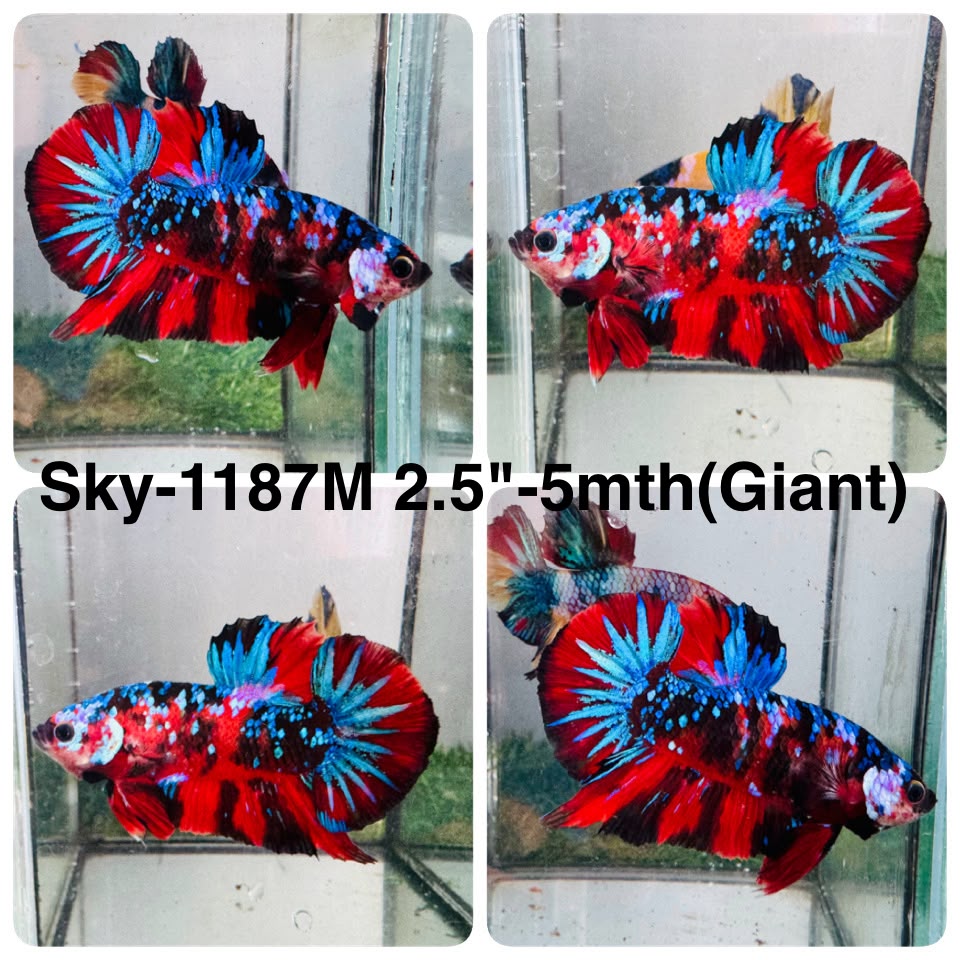 Live Male Betta Red Galaxy Koi Giants Plakat (Sky-1187) High quality what you see what you get!!