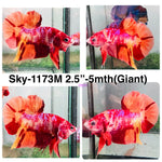 Live Male Betta Nemo Duo colors Giants Plakat (Sky-1173) High quality what you see what you get!!