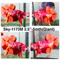 Live Male Betta Nemo Duo colors Giants Plakat (Sky-1173) High quality what you see what you get!!