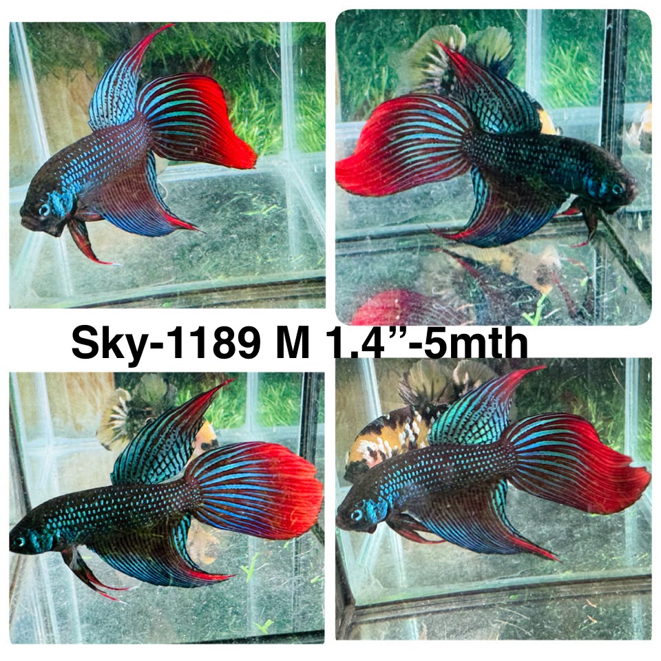 Live Male Betta Green Red Imbellis Velitail Wild Hybrid Shape (Sky-1189) High quality what you see what you get!!