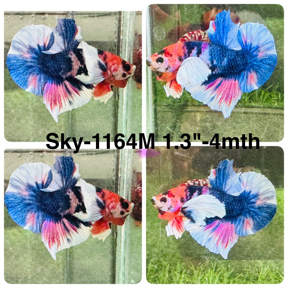 Live Male Betta Fancy Koi Dumbo big ear Plakat (Sky-1164) High quality what you see what you get!!