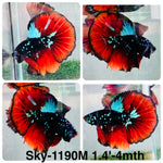 Live Male Betta Red Black Galaxy Over Halfmoon (Sky-1190) High quality what you see what you get!!