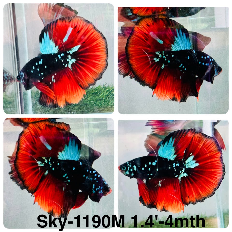Live Male Betta Red Black Galaxy Over Halfmoon (Sky-1190) High quality what you see what you get!!