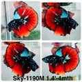 Live Male Betta Red Black Galaxy Over Halfmoon (Sky-1190) High quality what you see what you get!!