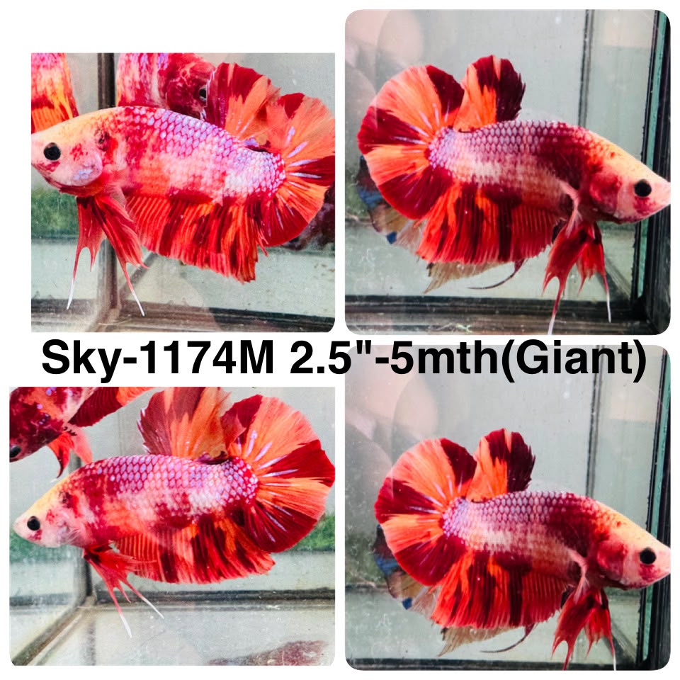 Live Male Betta Candy Duo colors Giants Plakat (Sky-1174) High quality what you see what you get!!