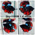 Live Male Betta Red Black Galaxy Halfmoon (Sky-1191) High quality what you see what you get!!