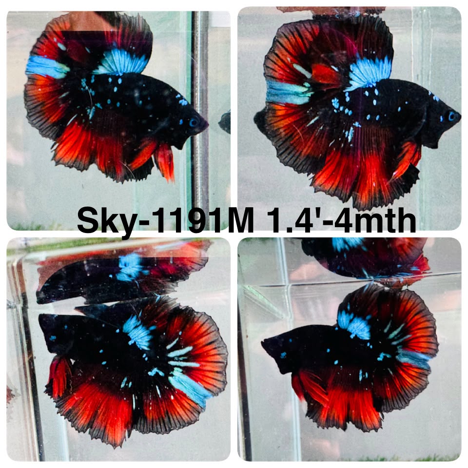 Live Male Betta Red Black Galaxy Halfmoon (Sky-1191) High quality what you see what you get!!