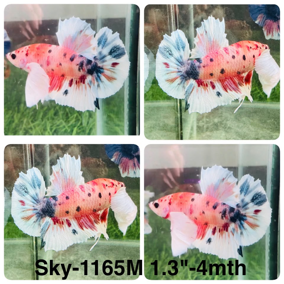 Live Male Betta Fancy Koi Dumbo big ear Plakat (Sky-1165) High quality what you see what you get!!